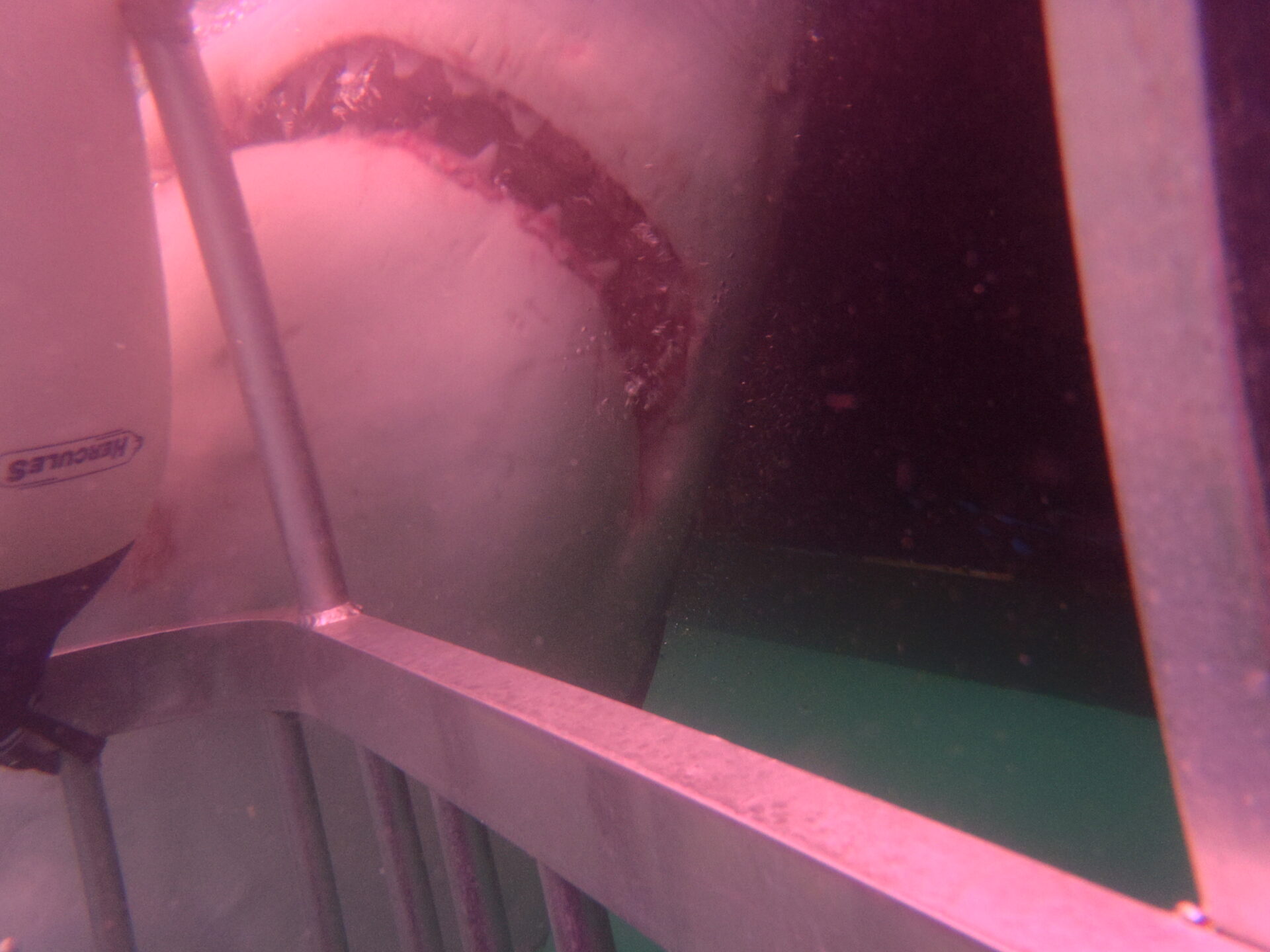 Eight Weeks Bow to Stern: South Africa’s Garden Route, Great Whites, and the End of the Line
